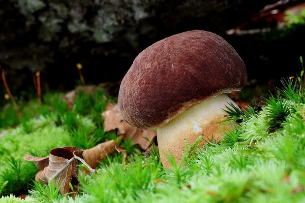 hríb sosnový Boletus pinophilus Pil. et Dermek in Pil.