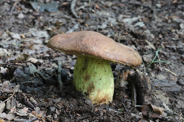 hríb príveskatý Butyriboletus appendiculatus (Schaeff. ex Fr.) Secr.