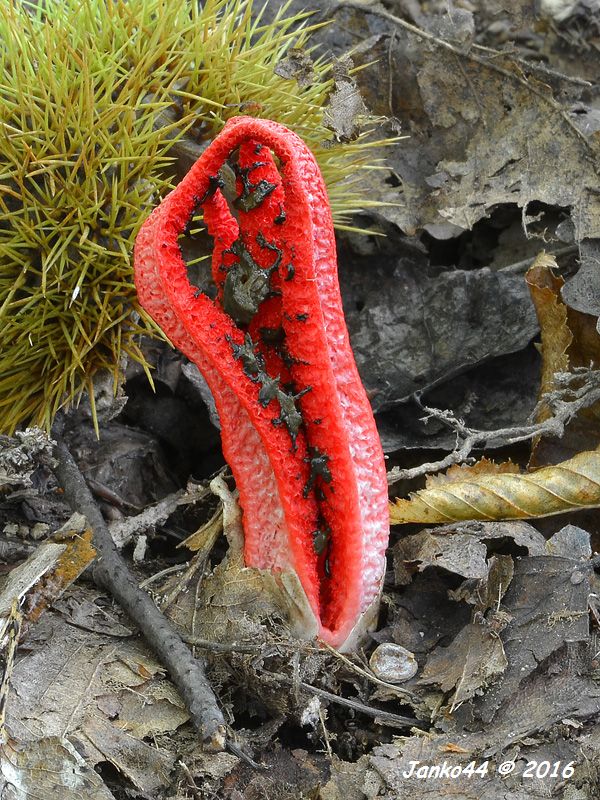 mrežovka kvetovitá Clathrus archeri (Berk.) Dring