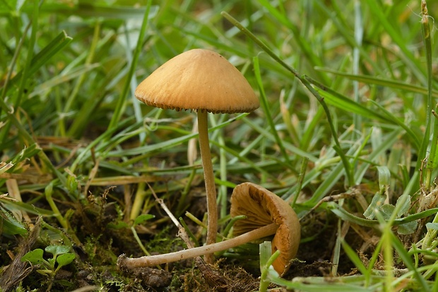 kapucňovec Conocybe sp.