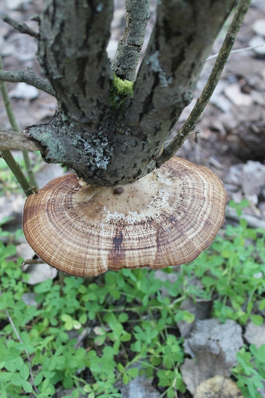 sieťkovček červenkastý Daedaleopsis confragosa (Bolton) J. Schröt.