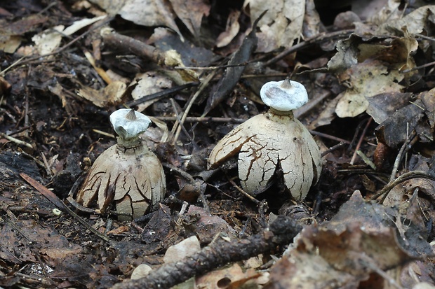 hviezdovka golierikovitá Geastrum striatum DC.