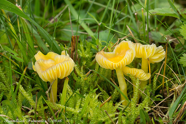 lúčnica citrónovožltá Hygrocybe chlorophana (Fr.) Wünsche