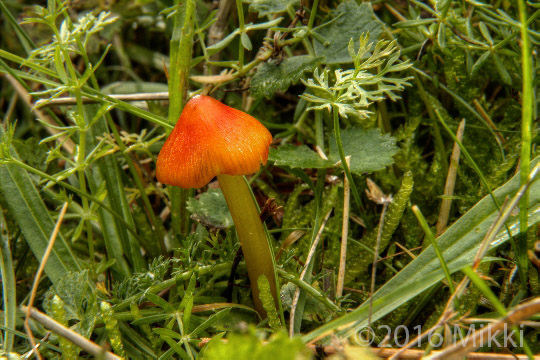 lúčnica kužeľovitá Hygrocybe conica (Schaeff.) P. Kumm.