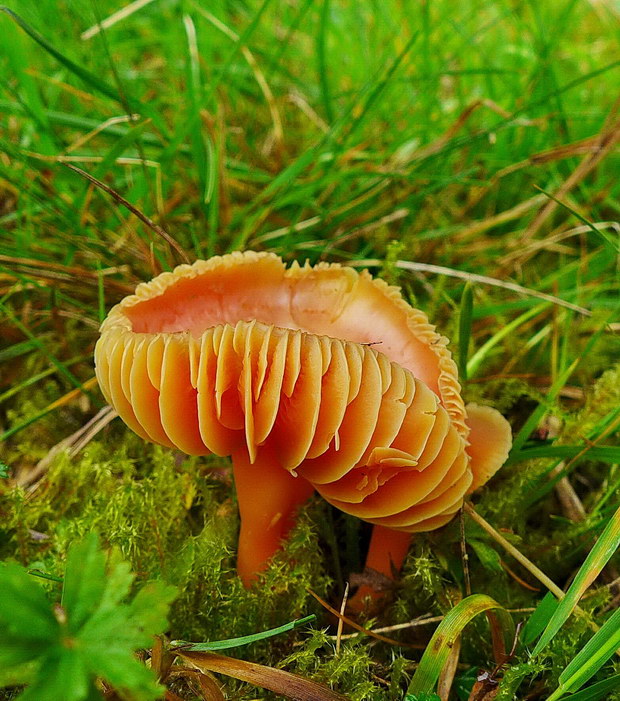 lúčnica granátovočervená Hygrocybe punicea (Fr.) P. Kumm.