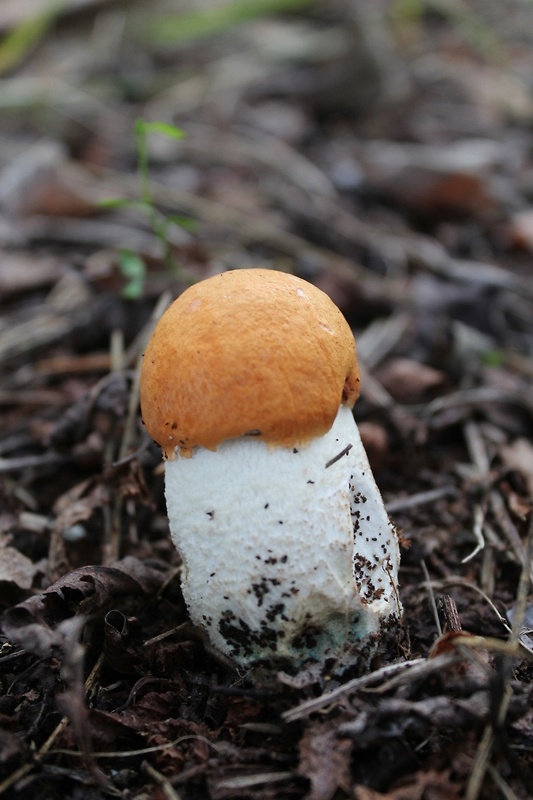 kozák osikový Leccinum albostipitatum den Bakker & Noordel.