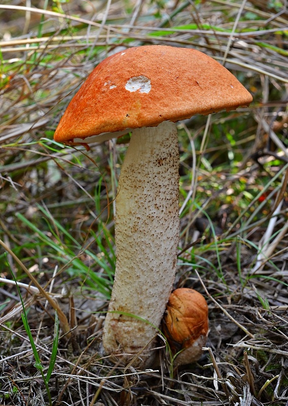 kozák osikový Leccinum albostipitatum den Bakker & Noordel.