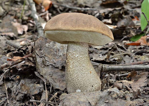 kozák topoľový Leccinum duriusculum (Schulzer ex Kalchbr.) Singer