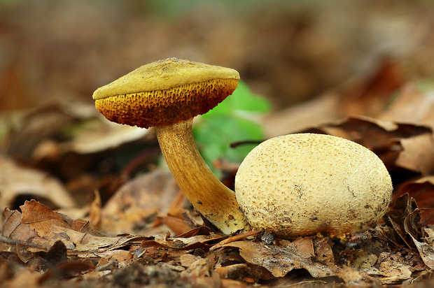 suchohríb cudzopasný Pseudoboletus parasiticus (Bull.) Šutara