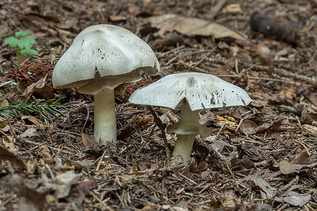 pečiarka páchnuca Agaricus xanthodermus Genev.