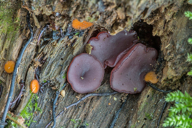 vrtidlovka veľkovýtrusná Ascocoryne cylichnium (Tul.) Korf