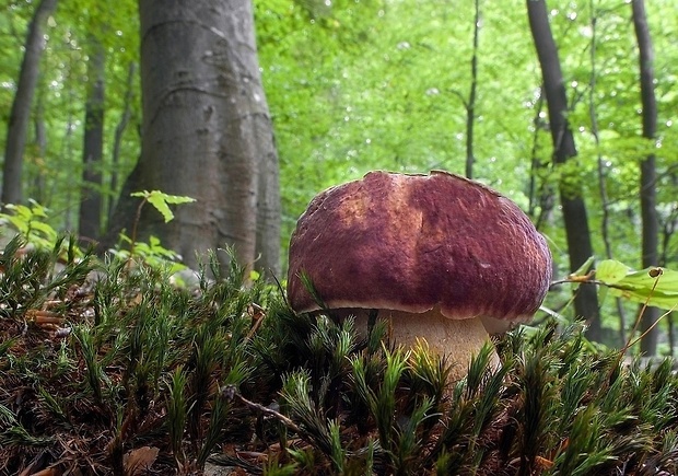 hríb sosnový Boletus pinophilus Pil. et Dermek in Pil.