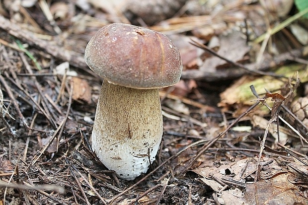 hríb dubový Boletus reticulatus Schaeff.