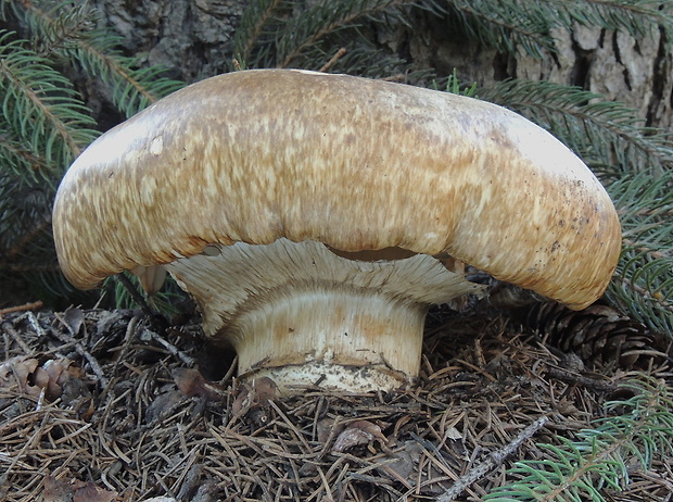 náramkovka cisárska Catathelasma imperiale (P. Karst.) Singer