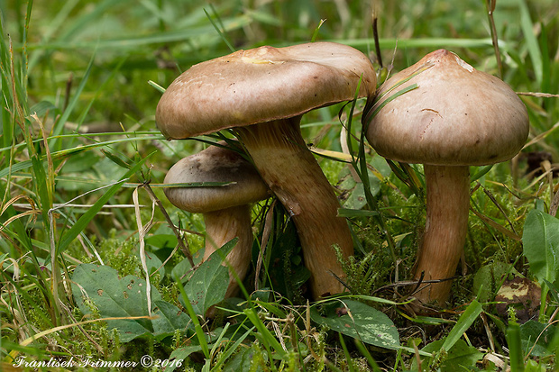 sliziak lepkavý Chroogomphus rutilus (Schaeff.) O.K. Mill.