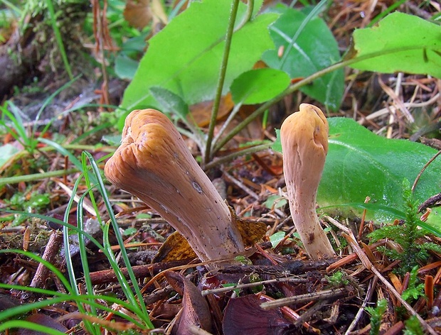 kyjak useknutý Clavariadelphus truncatus Donk