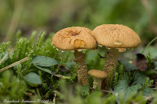 zrnivka okrová Cystoderma amianthinum (Scop.) Fayod