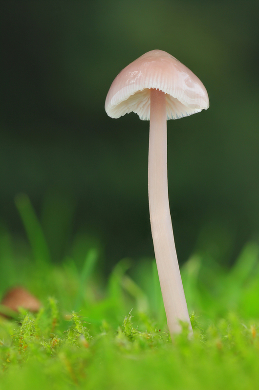 prilbička ružovkastá Mycena rosea Gramberg