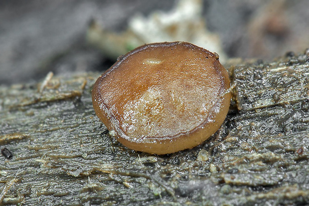 hrubatka Babingtonova Pachyella cf. babingtonii (Berk.) Boud.