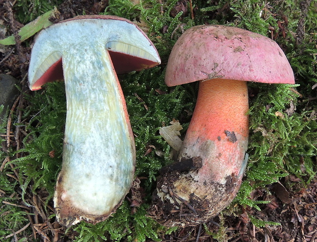 hríb úhľadný horský Rubroboletus rubrosanguineus (Cheype) Kuan Zhao & Zhu L. Yang