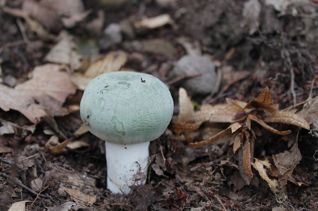 plávka zelenkastá Russula virescens (Schaeff.) Fr.