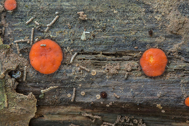 štítovnička Scutellinia sp.