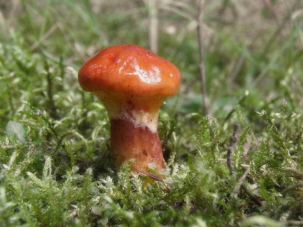 masliak smrekovcový Suillus grevillei (Klotzsch) Singer