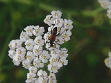 fuzáč   /   tesařík