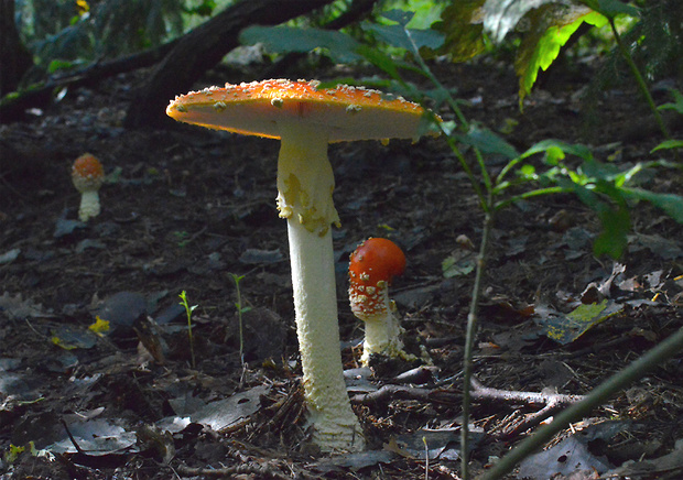 muchotrávka červená Amanita muscaria (L.) Lam.