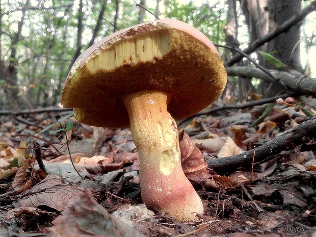 hríb nádherný Butyriboletus fuscoroseus (Smotl.) Vizzini & Gelardi