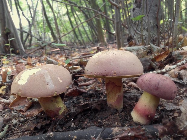 hríb nádherný Butyriboletus fuscoroseus (Smotl.) Vizzini & Gelardi