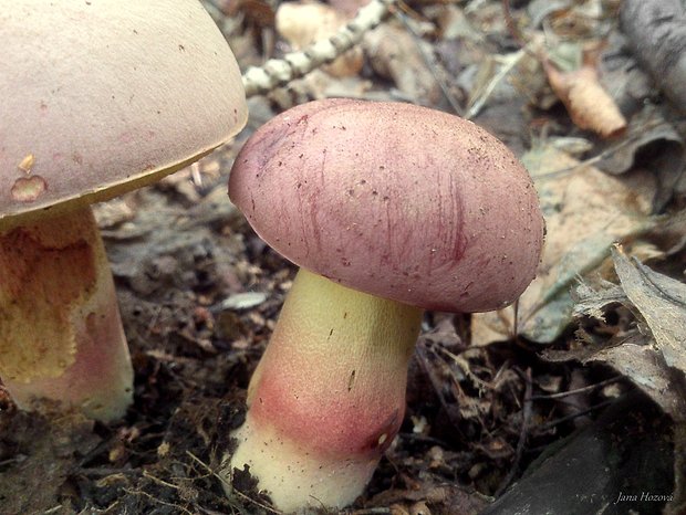 hríb nádherný Butyriboletus fuscoroseus (Smotl.) Vizzini & Gelardi