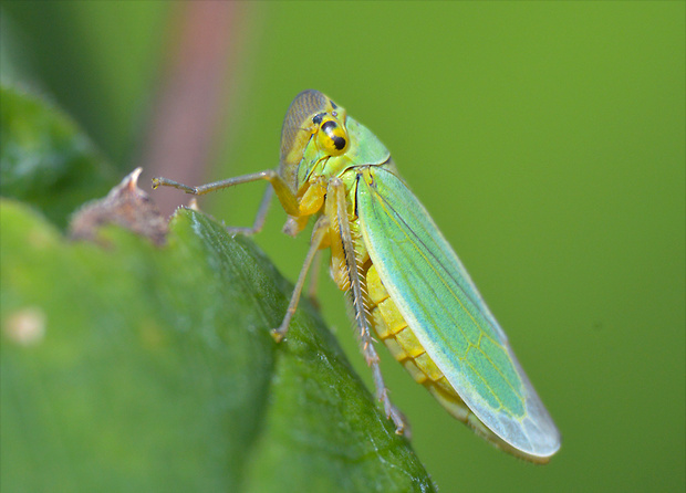 cikádka zelená Cicadella viridis  Linnaeus, 1758