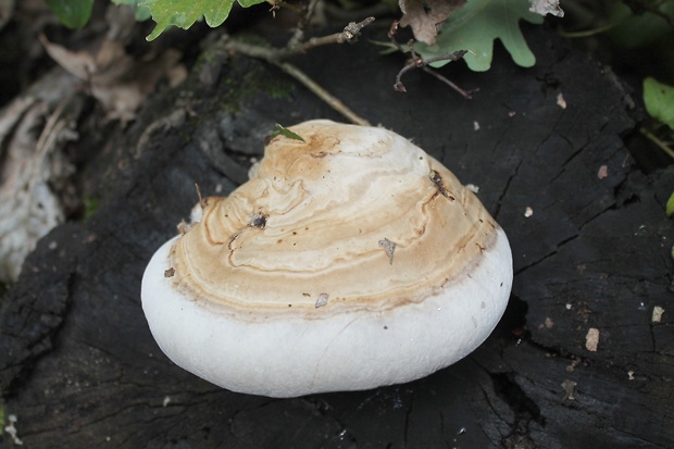 práchnovec kopytovitý Fomes fomentarius (L.) J.J. Kickx