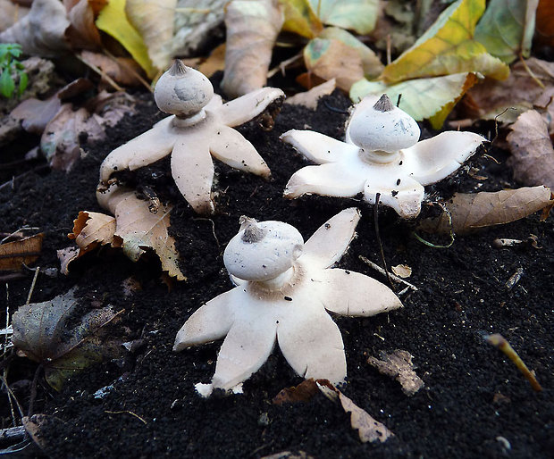 hviezdovka golierikovitá Geastrum striatum DC.