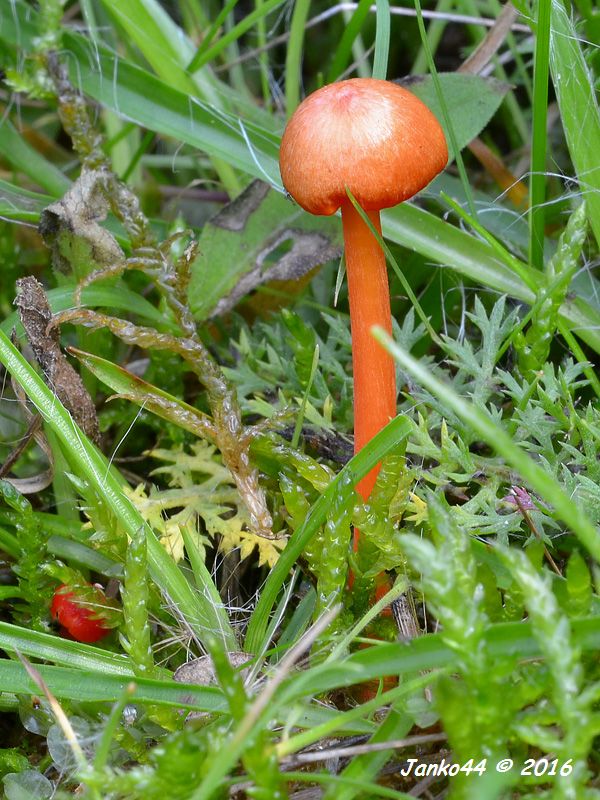 lúčnica blednúca Hygrocybe insipida (J.E. Lange ex S. Lundell) M.M. Moser