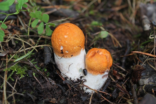 kozák osikový Leccinum albostipitatum den Bakker & Noordel.