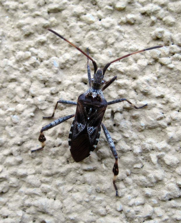 obrubnica americká Leptoglossus occidentalis Heidemann, 1910