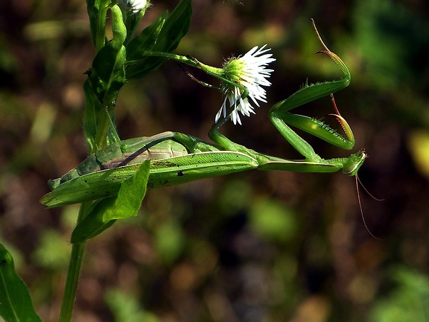 modlivka zelená (sk) / kudlanka nábožná (cz) Mantis religiosa Linnaeus, 1758