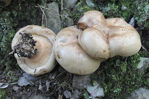 čechračka podvinutá Paxillus involutus (Batsch) Fr.