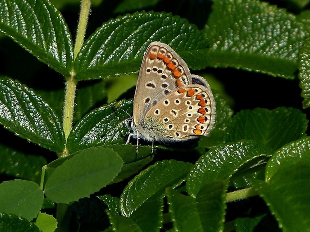 modráčik obyčajný (sk) / modrásek jehlicový (cz) Polyommatus icarus Rottemburg, 1775