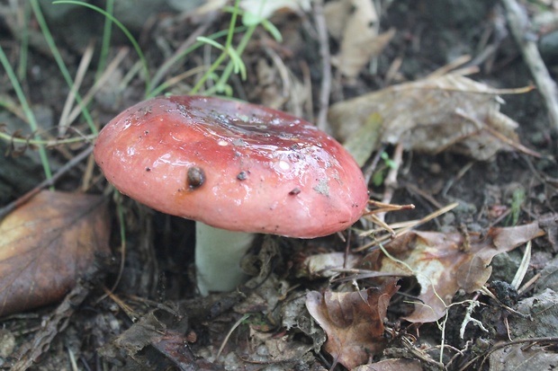 plávka Russula sp.