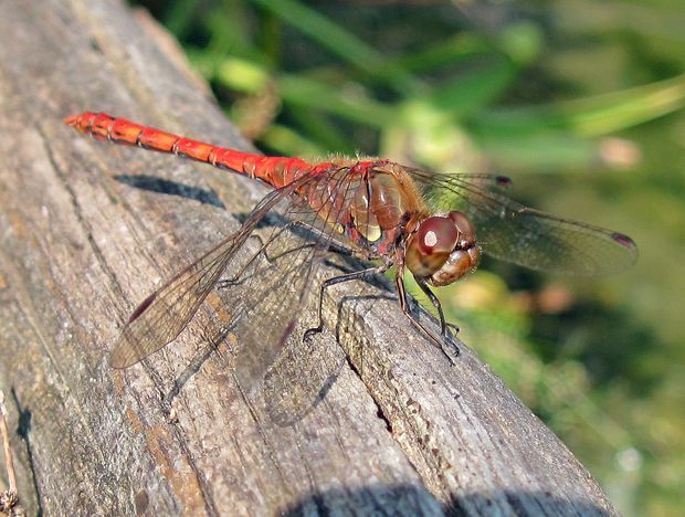 vážka pestrá Sympetrum striolatum Charpentier, 1840