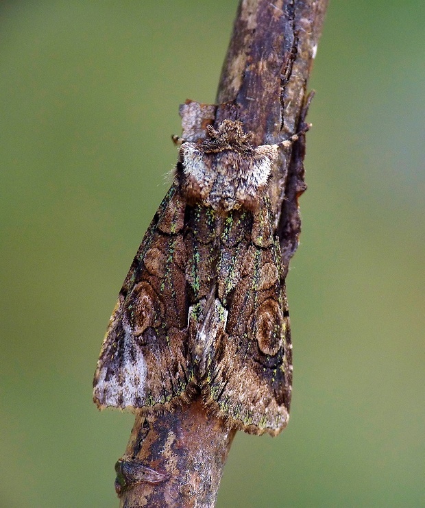 mora hlohová Allophyes oxyacanthae