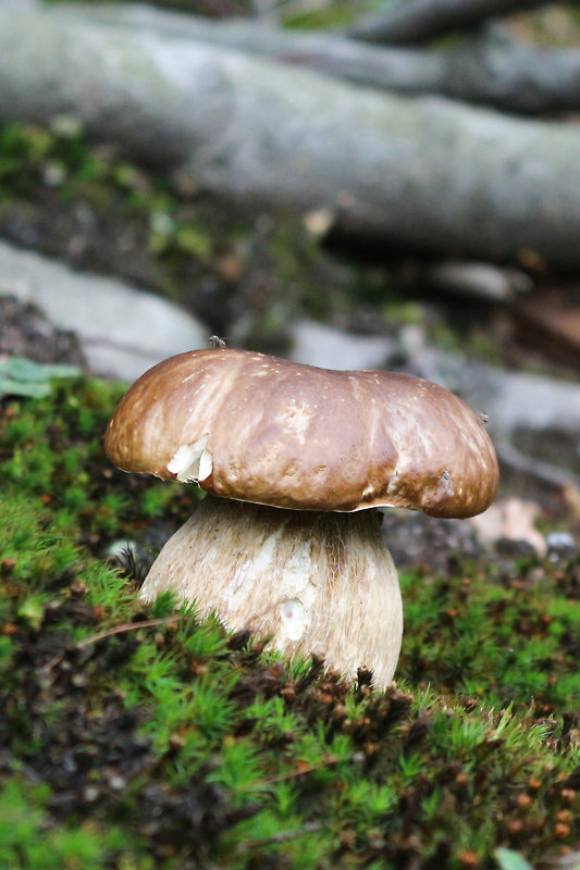 hríb smrekový Boletus edulis Bull.