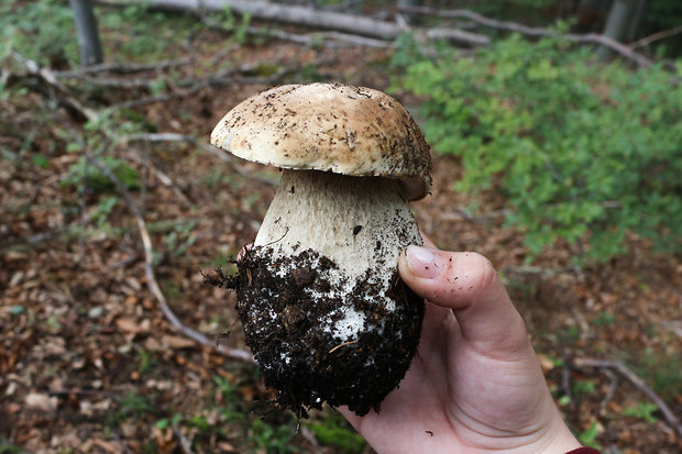 hríb Boletus sp.