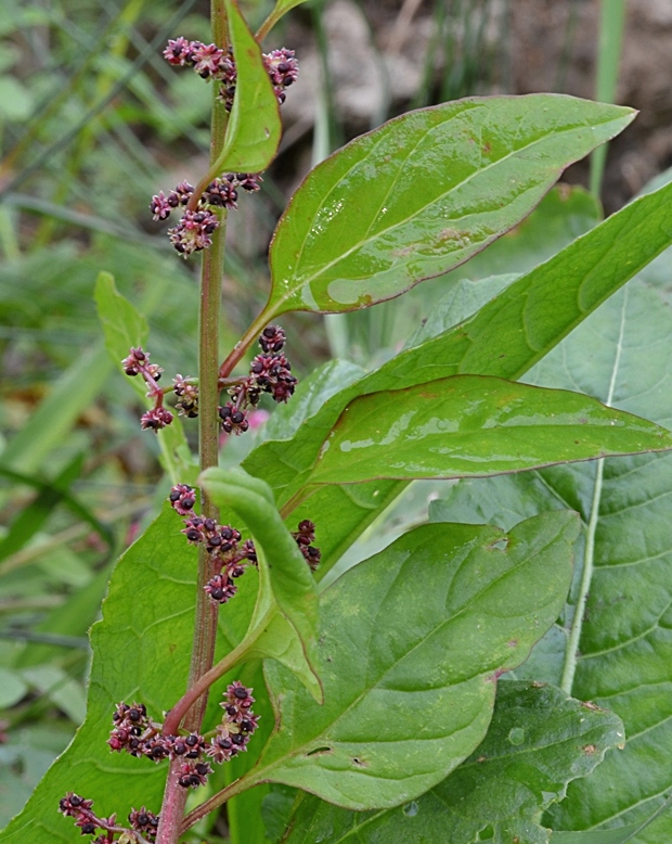 mrlík mnohoplodý Chenopodium polyspermum L.