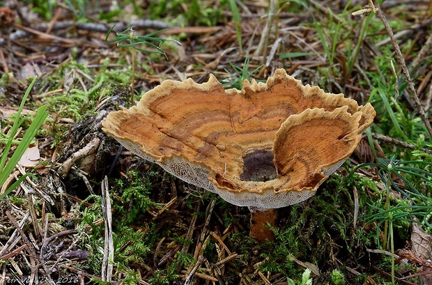 kožovník pásikavý Coltricia perennis (L.) Murrill