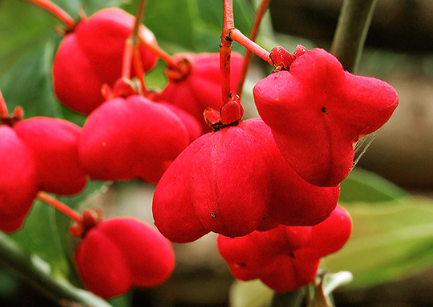 bršlen európsky Euonymus europaeus L.