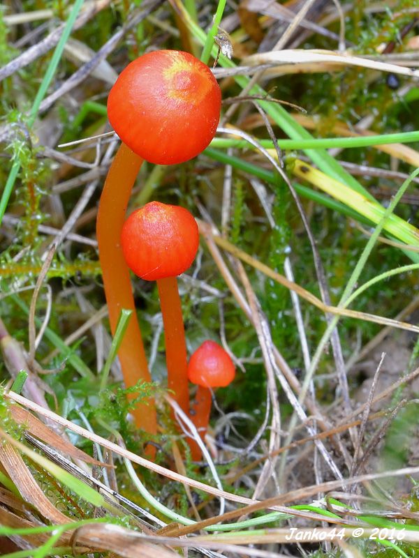 lúčnica blednúca Hygrocybe insipida (J.E. Lange ex S. Lundell) M.M. Moser